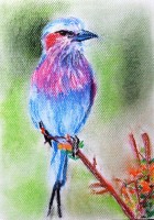 /album/zvieratka-suchy-pastel/obraz-064-jpg/